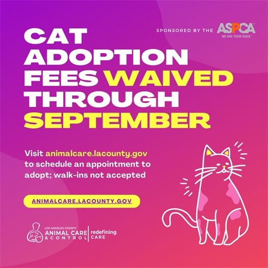 Cat Adoption Fees
