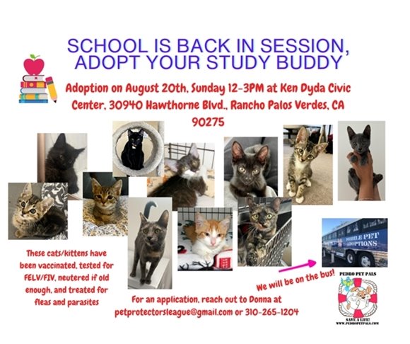 Adorable kittens are ready for a forever home. A headline says School is Back in Session, Adopt Your Study Budy. Subheads say Adoption on August 20, 12-3 p.m. at Ken Dyda Civic Center, 30940 Hawthorne Boulevard, Rancho Palos Verdes, CA 90275. We will be on the bus! The cats and kittens have been vaccinated, tested for feline leukemia virus (FeLV) and feline immunodeficiency virus (FIV), neutered if old enough, and treated for fleas and parasites. For an application, reach out to Donna at petprotectorsleague@gmail.com or 310-265-1204.