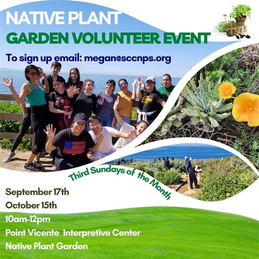 native plant garden 