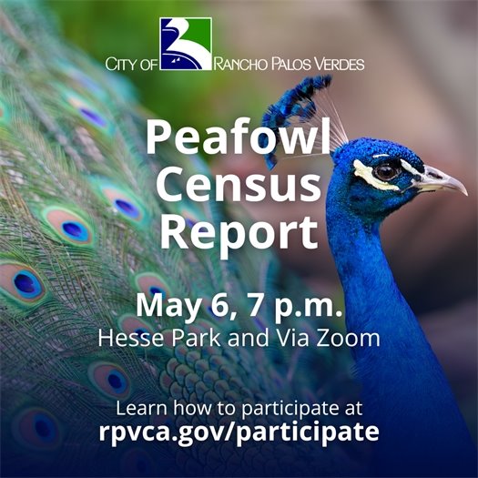 A peacock displays its feathers. A headline under the City of Rancho Palos Verdes logo says Peafowl Census Report, May 6, 7 p.m., Hesse Park and Via Zoom. Learn how to participate at: rpvca.gov/participate