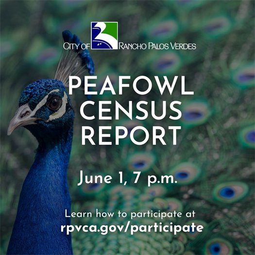 Peafowl Census Count