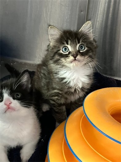 plenty of kittens for adoption