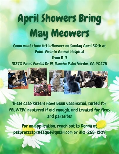 A headline above photos of kittens says April Showers Bring May Meowers. Come meet these little flowers April 30 from 11 am-3 pm at the Point Vicente Animal Hospital, 31270 Palos Verdes Drive West. These cats/kittens have been vaccinated, tested for felv/fiv, neutered if old enough, and treated for fleas and parasites. For an application, reach out to Donna at petprotectorsleague@gmail.com or 310.265.1204