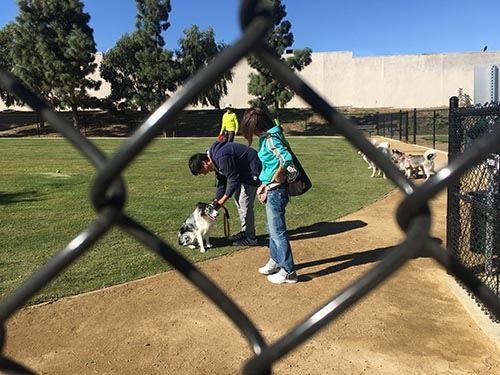 Man Pets Dog Behind Chainlink Fence at Eastview Dog Park Ribbon Cutting