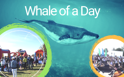 Whale of a Day spotlight