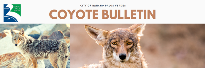 Coyote Bulletin