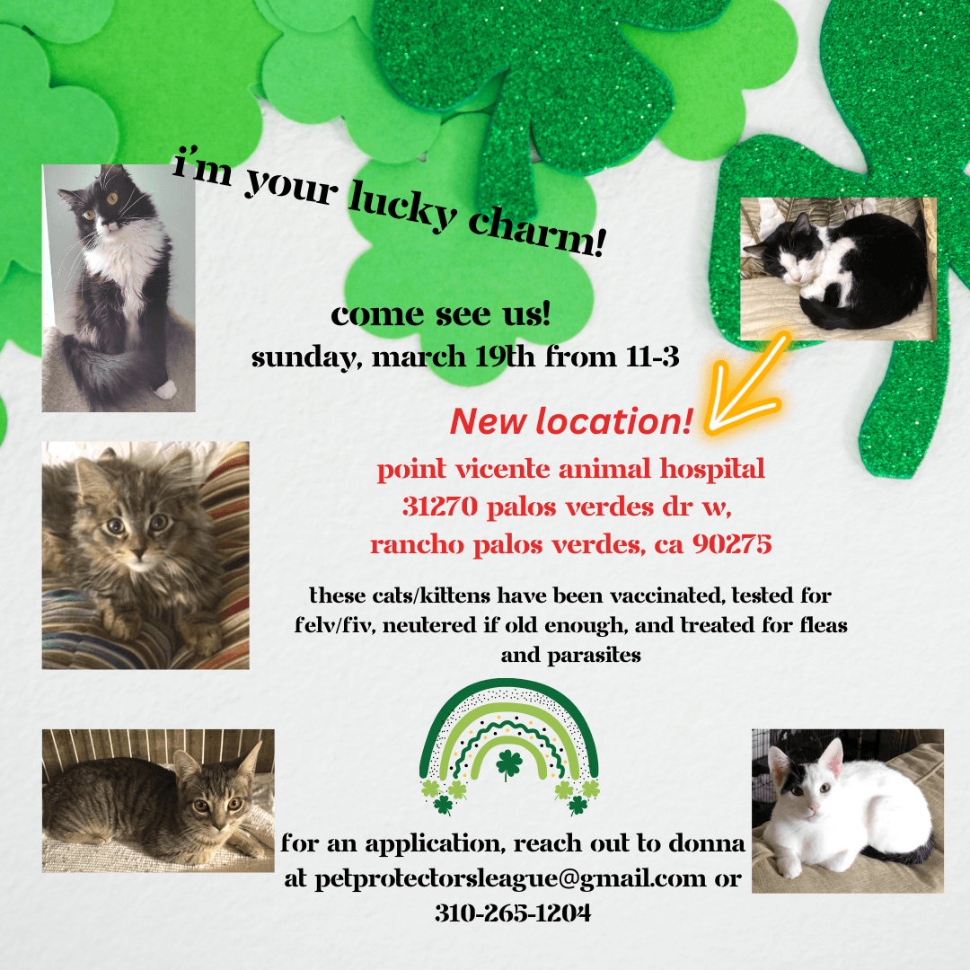 Cat Adoptions 3.19
