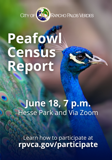 Peafowl Census Report June 18, 7 p.m. Hesse Park and Via Zoom