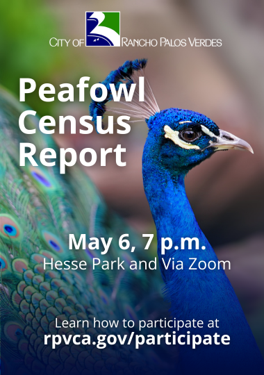 Peafowl Census Report May 6, 7 p.m. Hesse Park and Via Zoom