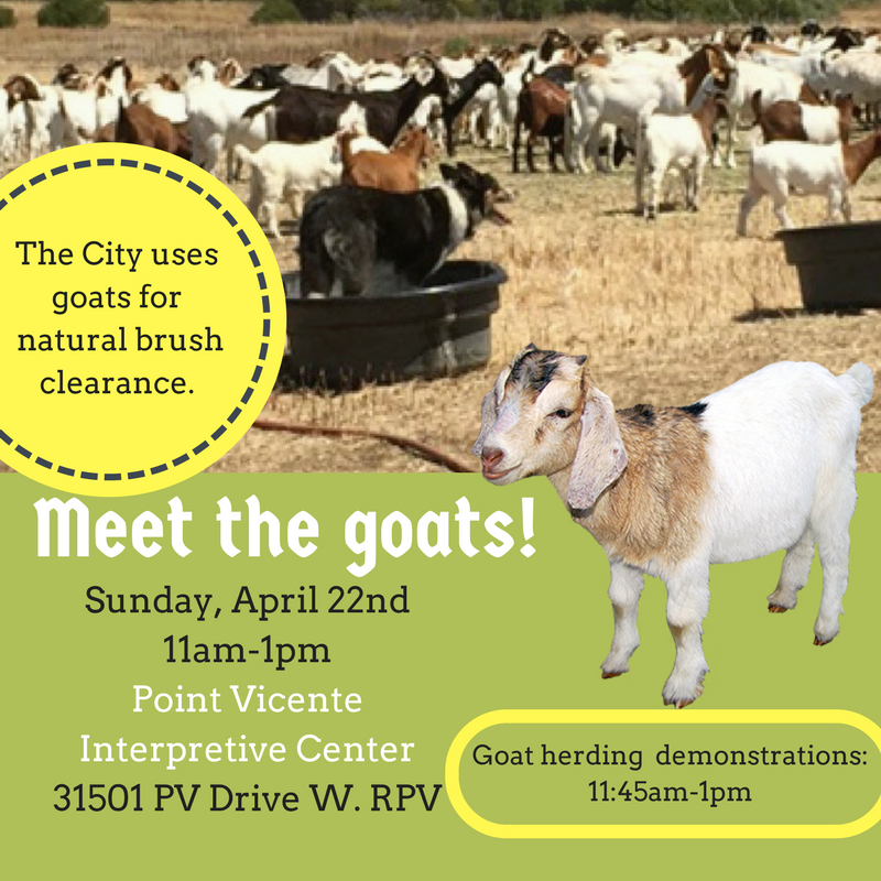 Meet the goats!